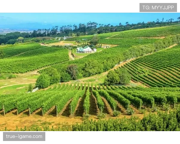 狼堡未来规划：绿色创新助力足球城市可持续发展趋势分析